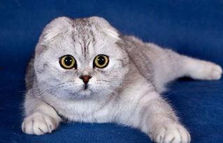 娱乐吃瓜君折耳猫坐姿,娱乐吃瓜君的萌态瞬间